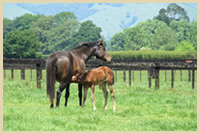 サングリエヨシミサラブレッドSP