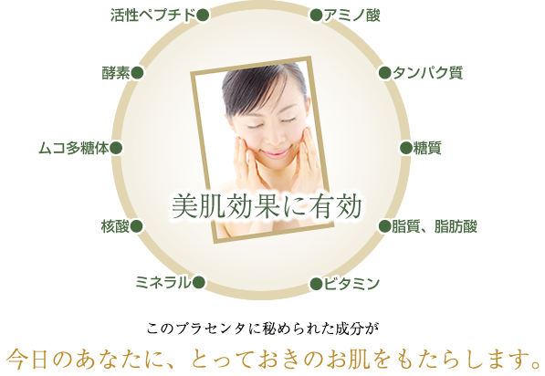 サングリエヨシミサラブレッドSP